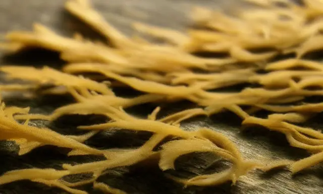 Best Type of Sea Moss