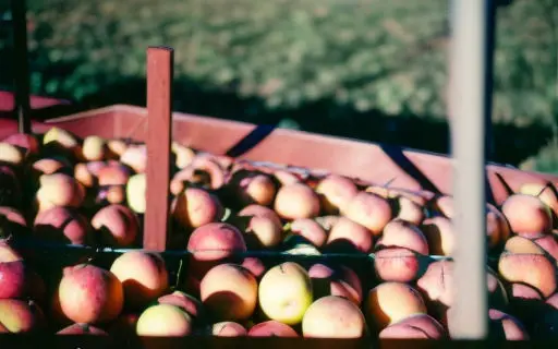 Where Are Fuji Apples Grown?