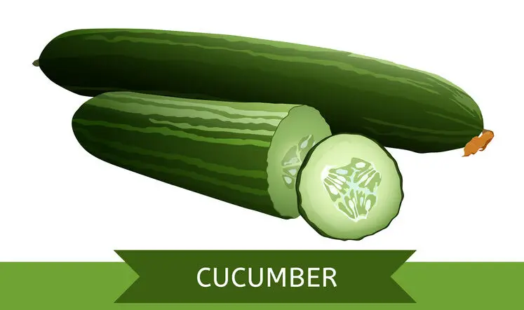 Do Cucumbers Have Protein?